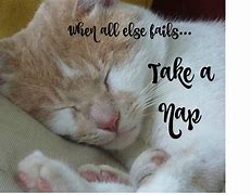 Image result for Cat Nap Sayings