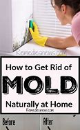 Image result for How to Get Rid of Mold On Walls