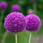 Image result for Purple Perennial Flower Identification