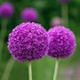 Image result for Daisy Plants Perennials