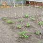Image result for Tomato Spiral Plant Support