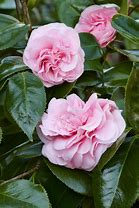Image result for Debutante Camellia, 3 Gal- Full, 3 Gal- Pink Blooms Every Spring