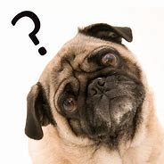Image result for Funny Dogs Asking Question
