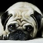 Image result for wallpapers for ipad dog