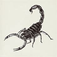 Image result for Line Art Scorpion
