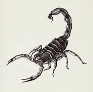 Image result for Scorpion Illustration