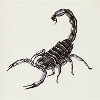 Image result for Scorpion Tattoo Drawings Pencil