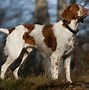 Image result for brittany spaniel