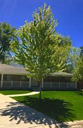 Image result for Shade Trees