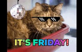 Image result for Funny Friday Cats