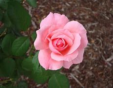 Image result for The Rose That Grew From Concrete Album