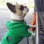 Image result for Bulldog Hoodie