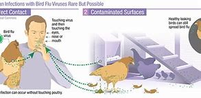 Image result for Bird Flu Virus Disease
