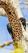 Image result for Acorn Woodpecker Range