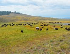 Image result for Hayden Valley Yellowstone Map