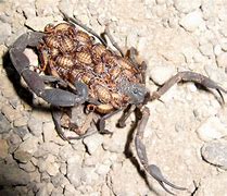 Image result for Baby Scorpion Eyes