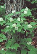 Image result for Woody Plant
