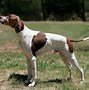 Image result for Spanish Pointer Dog Breed