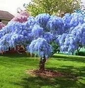 Image result for Blue Chinese Wisteria Tree - 1 Container