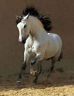 Image result for White Horse Black Mane and Tail