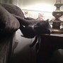 Image result for Dumb Cats