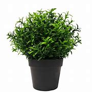 Image result for Simple Potted Plants