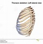 Image result for Side View Female Rib Cage