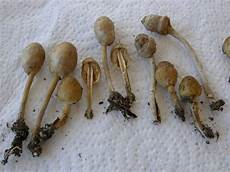 A rare desert mushrooms Galeropsis besseyi (Anza Borrego desert