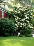 Image result for Japanese Tree