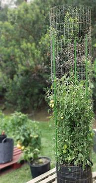 Image result for DIY Tomato Stakes