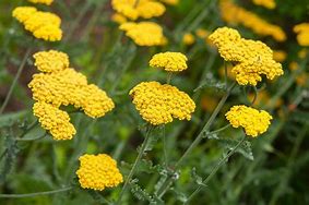 Image result for Low Maintenance Perennials