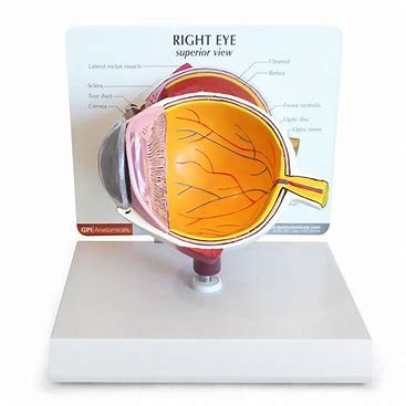 Image result for GPI Anatomicals® Eye Model