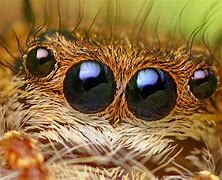 Image result for Spider Eyes