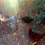 Image result for BackYard Chickens 101