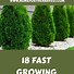 Image result for 8-12 Inches - Thuja Green Giant Arborvitae - The Fastest Growing Privacy Evergreen Tree