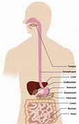 Image result for Healthy Digestion