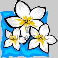 white and yellow tropical flowers clipart Royalty free clipart # 163020 Flower clipart