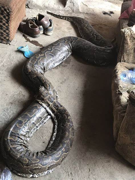 Pictures Of The Massive Python My Dad Caught - Food - Nigeria