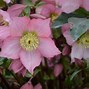 Image result for Winter Blooming Perennial Flowers