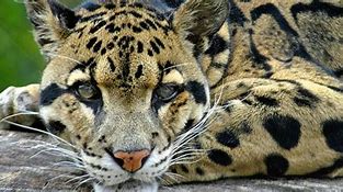 Image result for Clouded Leopard Predators