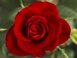 Image result for Kairos Blue Rose