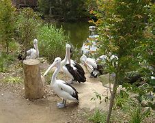 Image result for Melbourne Zoo Australia