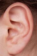 Image result for Ear Side View
