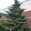 Image result for Cedar of Type Christmas Tree