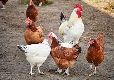 Image result for poultry group