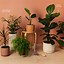 Image result for Best Indoor Potted Plants