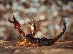 Image result for Scorpio Wallpaper for PC