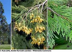 Image result for Cedar Tree Identification