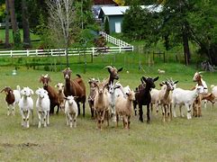 Image result for Herd of Goats