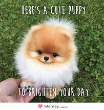 Image result for Memes to Brighten Someone's Day